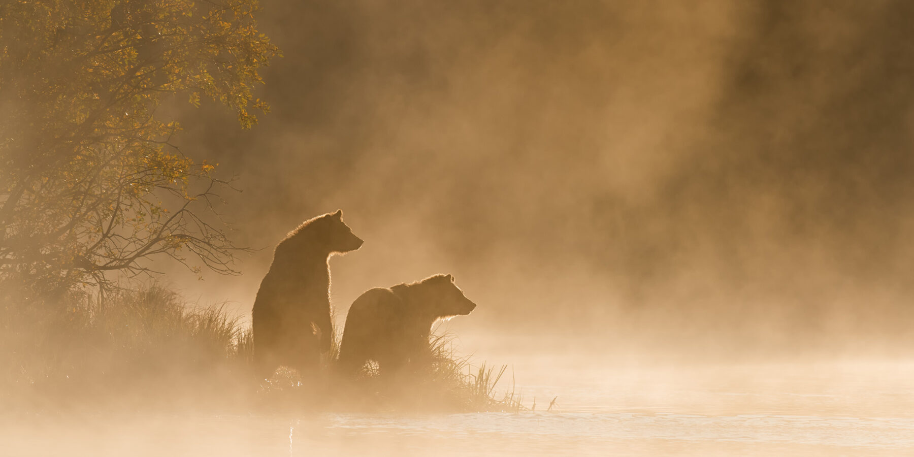 Grizzly,Bear,(ursus,Arctos),-,On,Golden,Pond