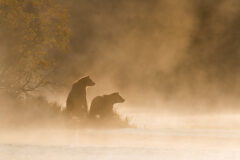 Grizzly,Bear,(ursus,Arctos),-,On,Golden,Pond