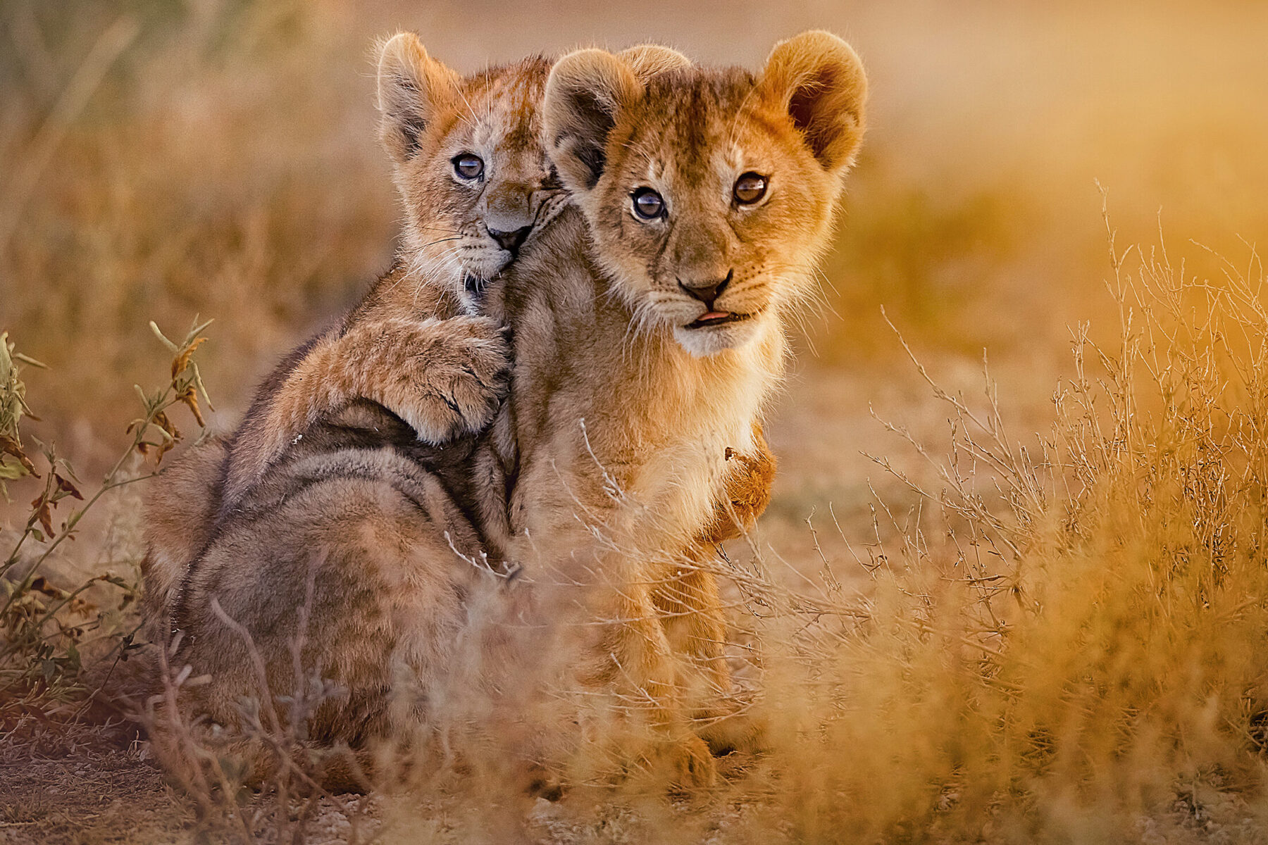 Lion,Cubs,Playing