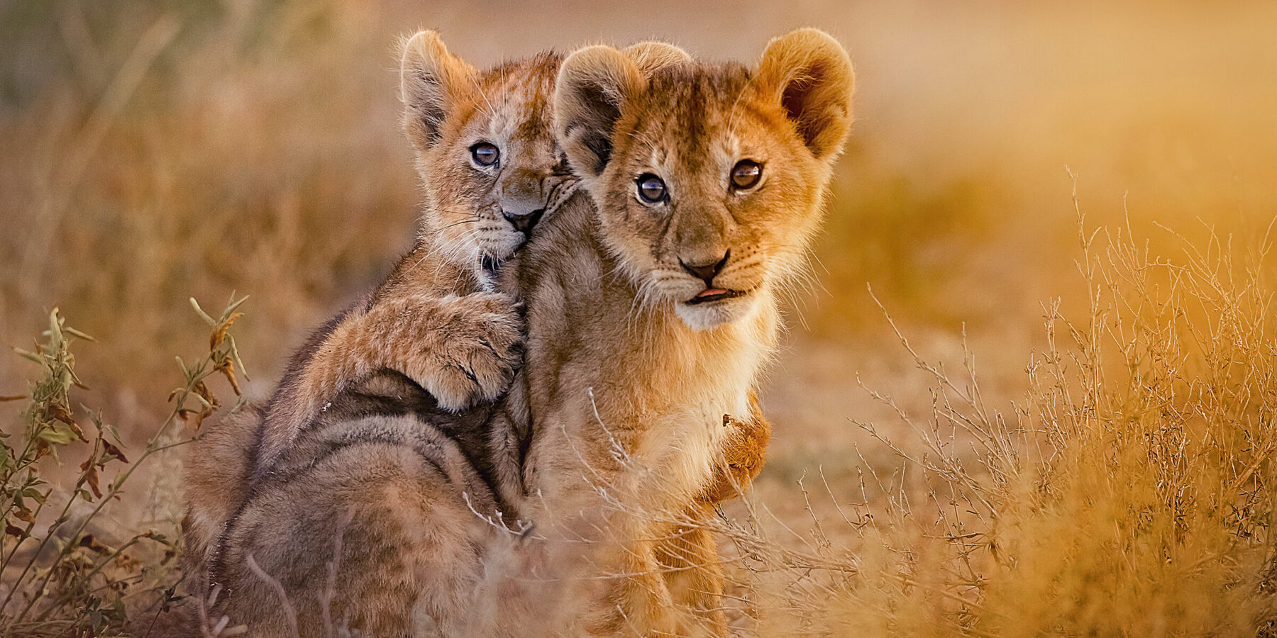 Lion,Cubs,Playing