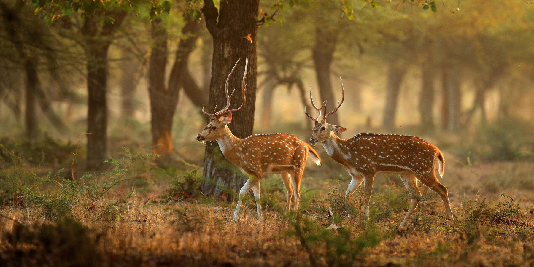 Chital,Or,Cheetal,,Axis,Axis,,Spotted,Deers,Or,Axis,Deer