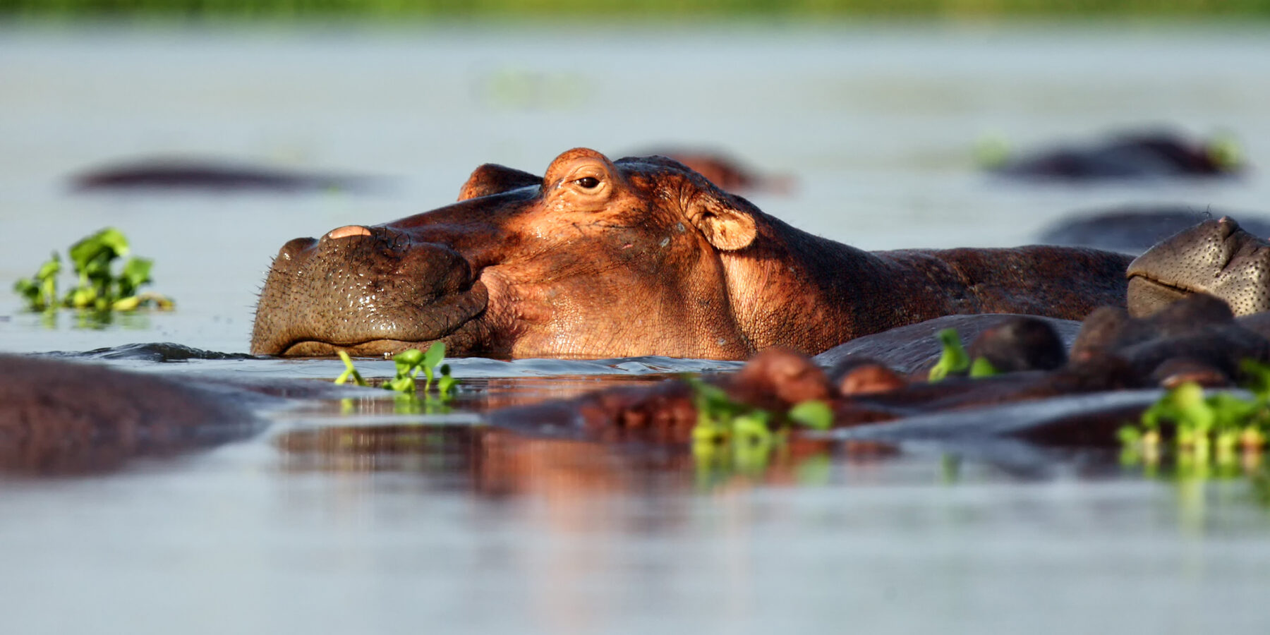 The,Common,Hippopotamus,(hippopotamus,Amphibius),,Or,Hippo,Lying,In,Water.