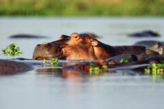 The,Common,Hippopotamus,(hippopotamus,Amphibius),,Or,Hippo,Lying,In,Water.