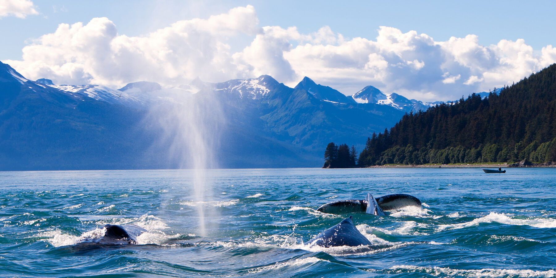 Humpaback,Whales,Playing,In,The,Ocean,In,Juneau,,Alaska