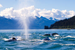Humpaback,Whales,Playing,In,The,Ocean,In,Juneau,,Alaska