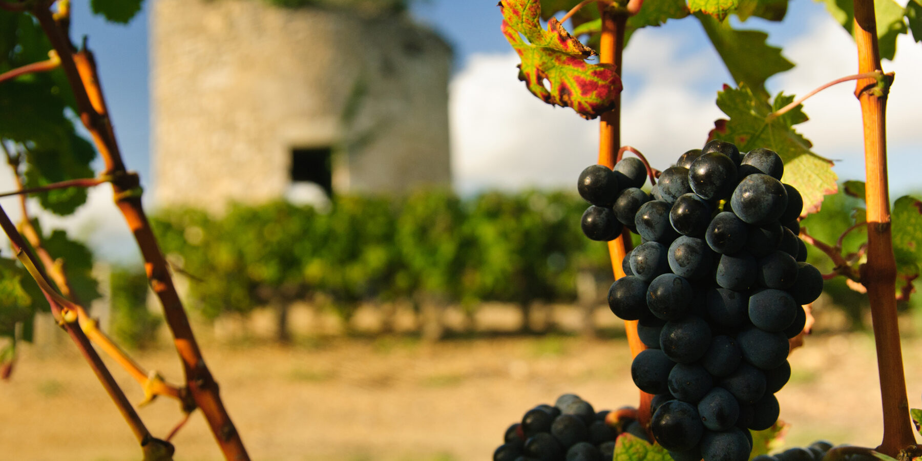 Grapes,And,Medieval,Tower,In,Vineyard,In,Region,Medoc,,France