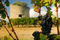 Grapes,And,Medieval,Tower,In,Vineyard,In,Region,Medoc,,France