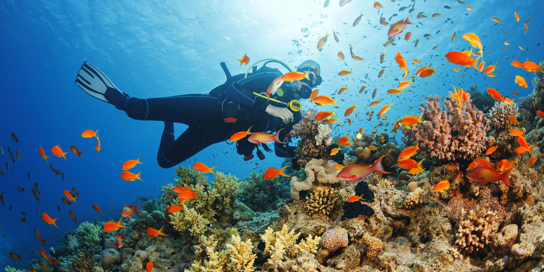 Underwater  Scuba diver explore and enjoy  Coral reef  Sea life