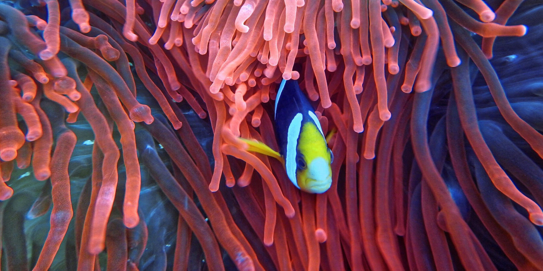 South Ari Atoll 2