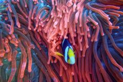 South Ari Atoll 2