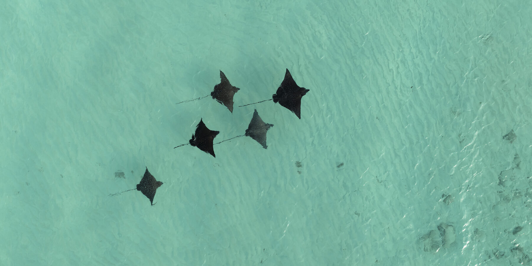 South Ari Atoll 3