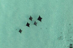 South Ari Atoll 3