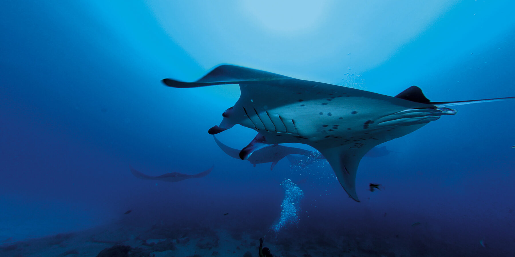 South Ari Atoll 5