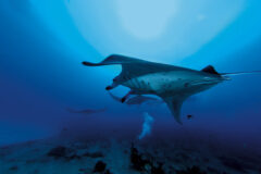 South Ari Atoll 5