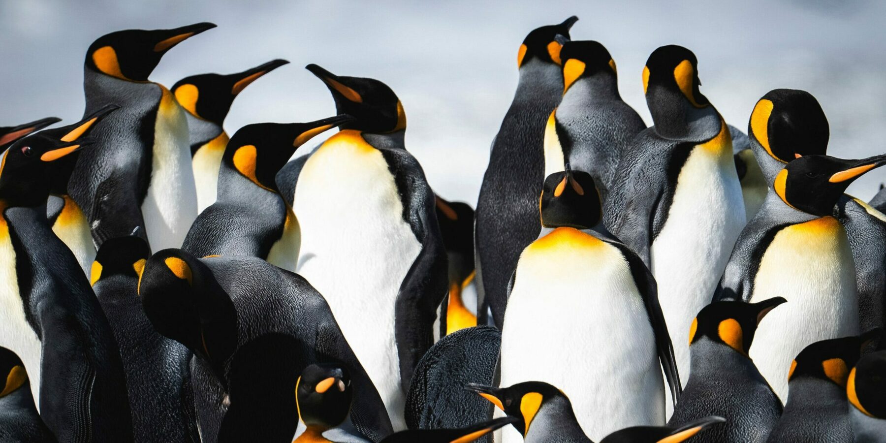 SSC_Antarctica_E4240115015-16