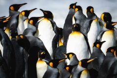 SSC_Antarctica_E4240115015-16