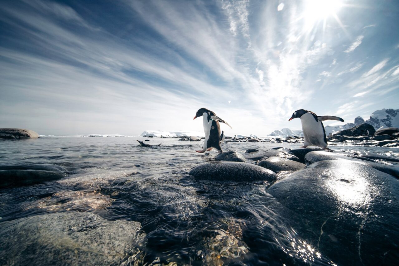 SSC_Antarctica_EV221203006_010