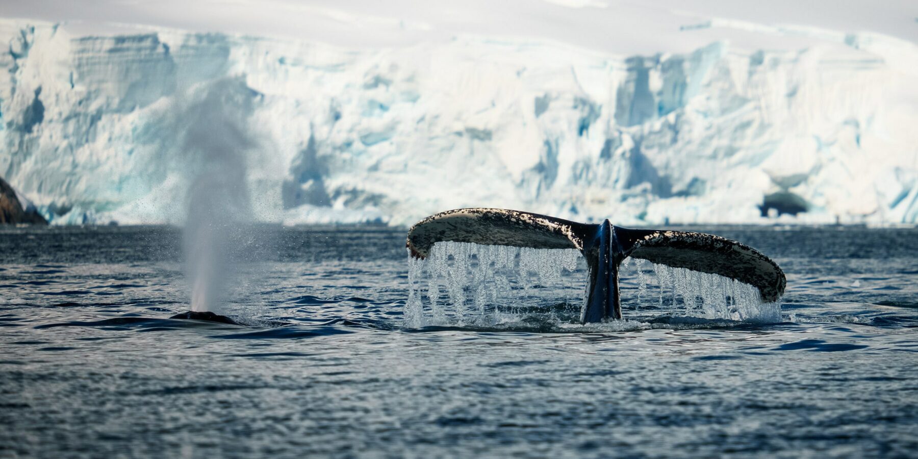 SSC_Antarctica_WI1240106016_019