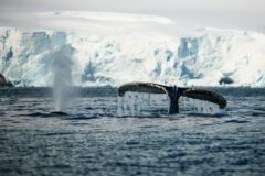 SSC_Antarctica_WI1240106016_019