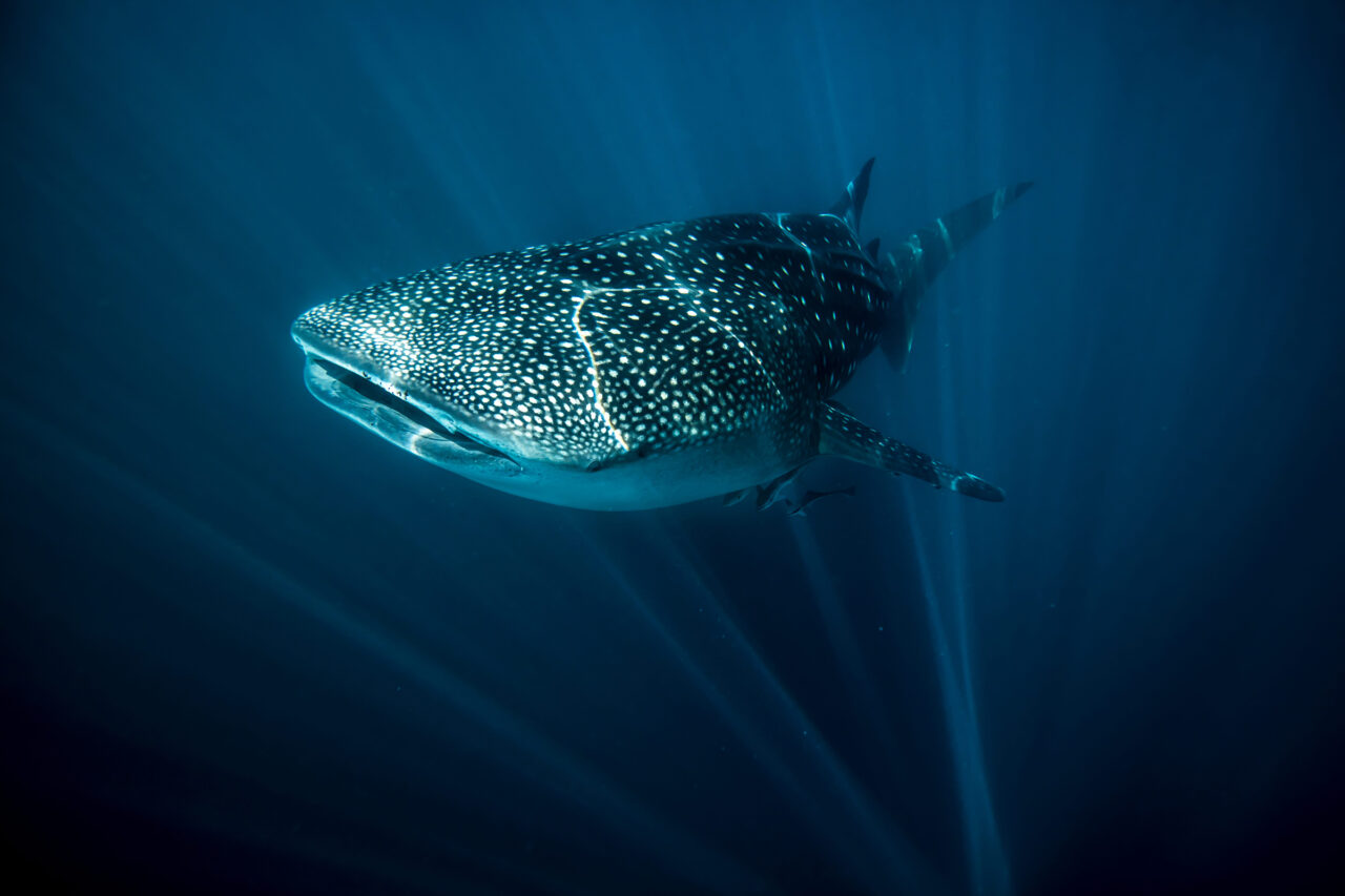 Swap for featured experience swim with whale sharks, credit Tourism Australia