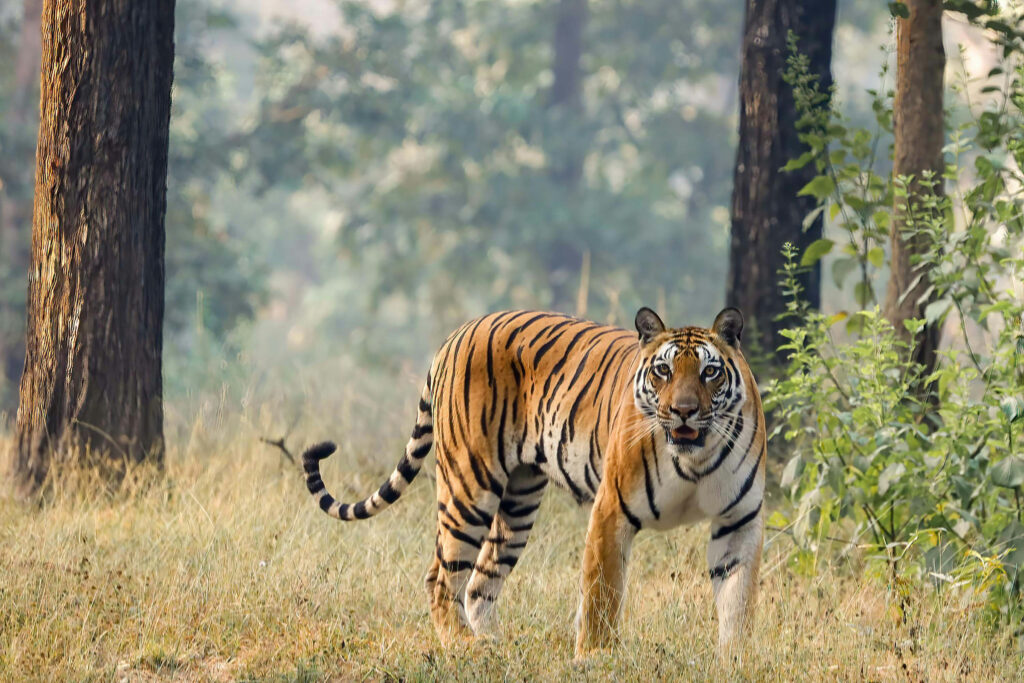 tapan-kumar-choudhury-Cj8LU2T4Rs8-unsplash