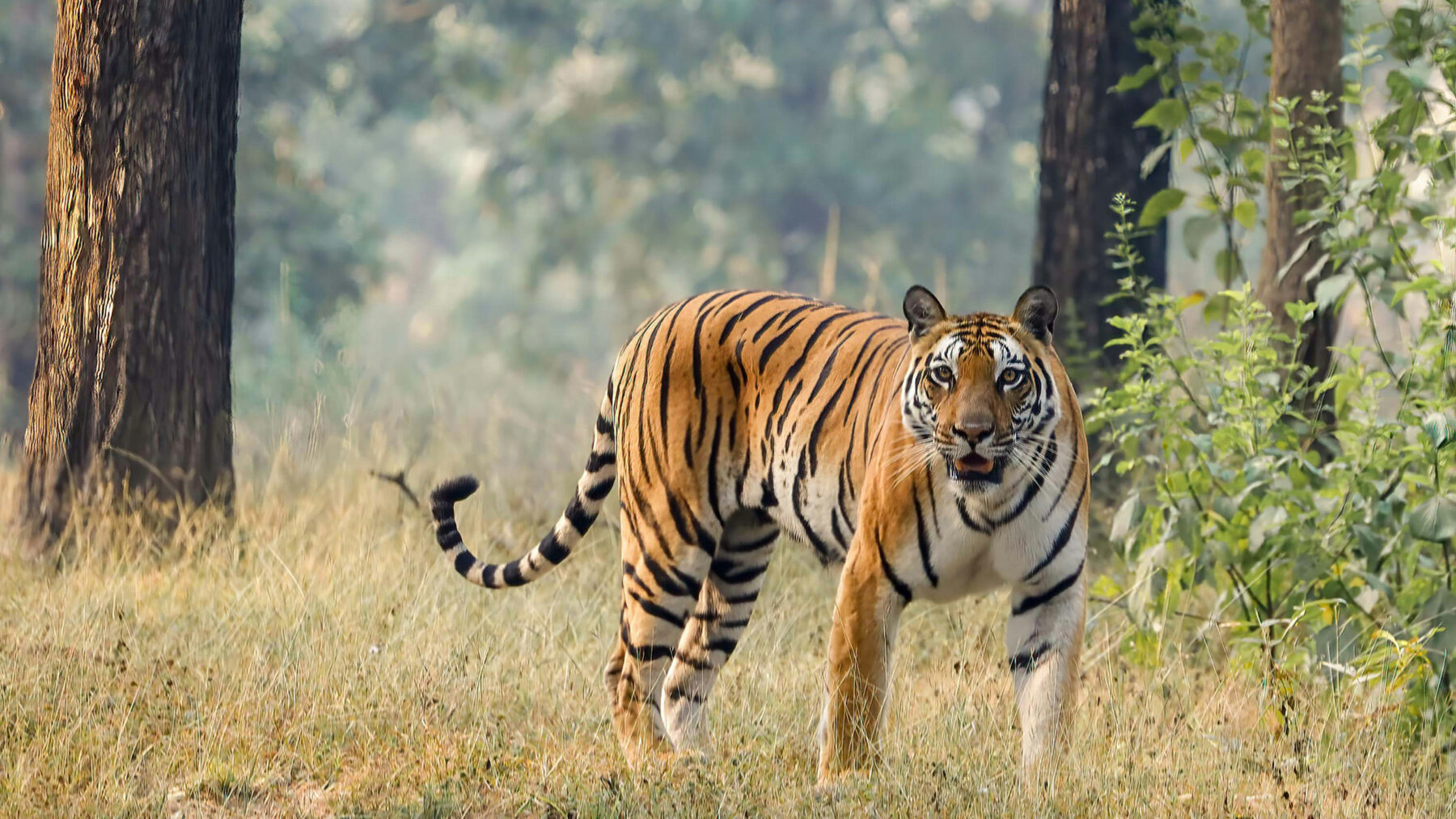 tapan-kumar-choudhury-Cj8LU2T4Rs8-unsplash