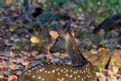 tapan-kumar-choudhury-gcvdPm7-4_E-unsplash