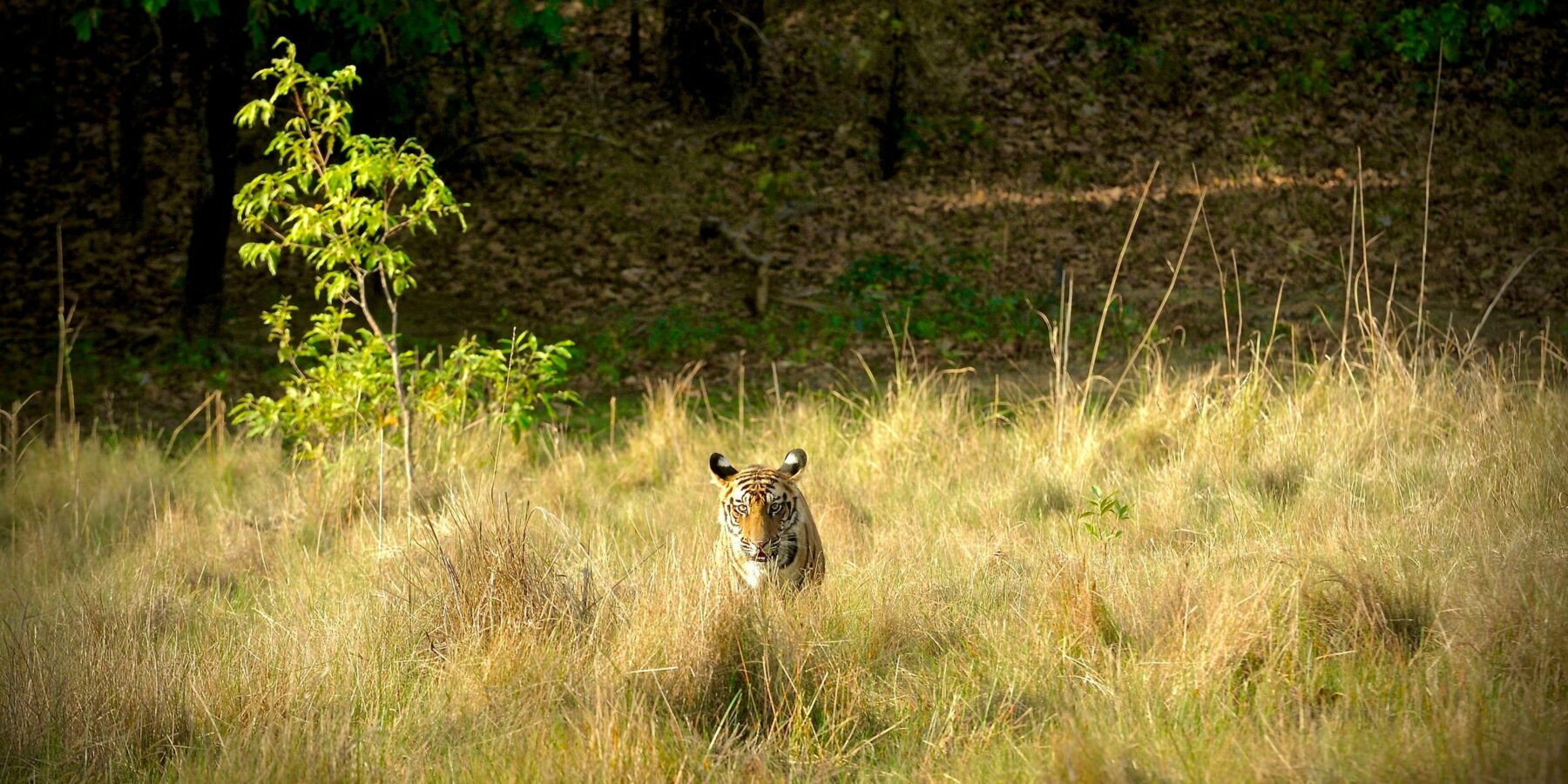 udayan-patil-dXNsaxSp5-s-unsplash