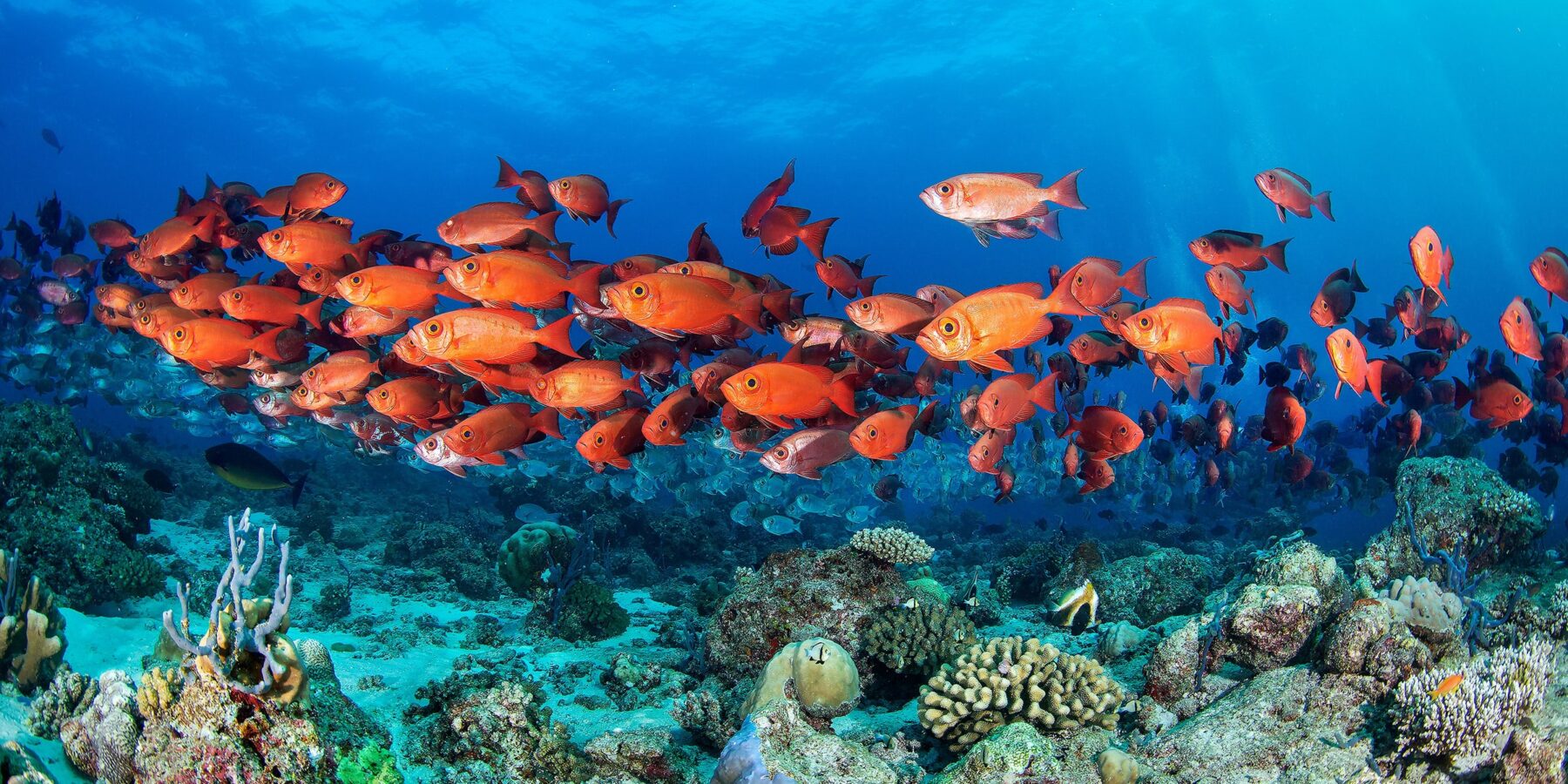 UNDERWATER shutterstock_2055057926