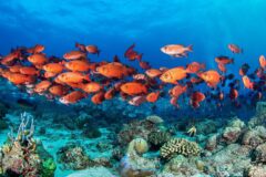 UNDERWATER shutterstock_2055057926