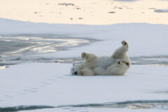 WESTERN 1 Smeerenburg_Svalbard_HX_26144credit Lise Driestel