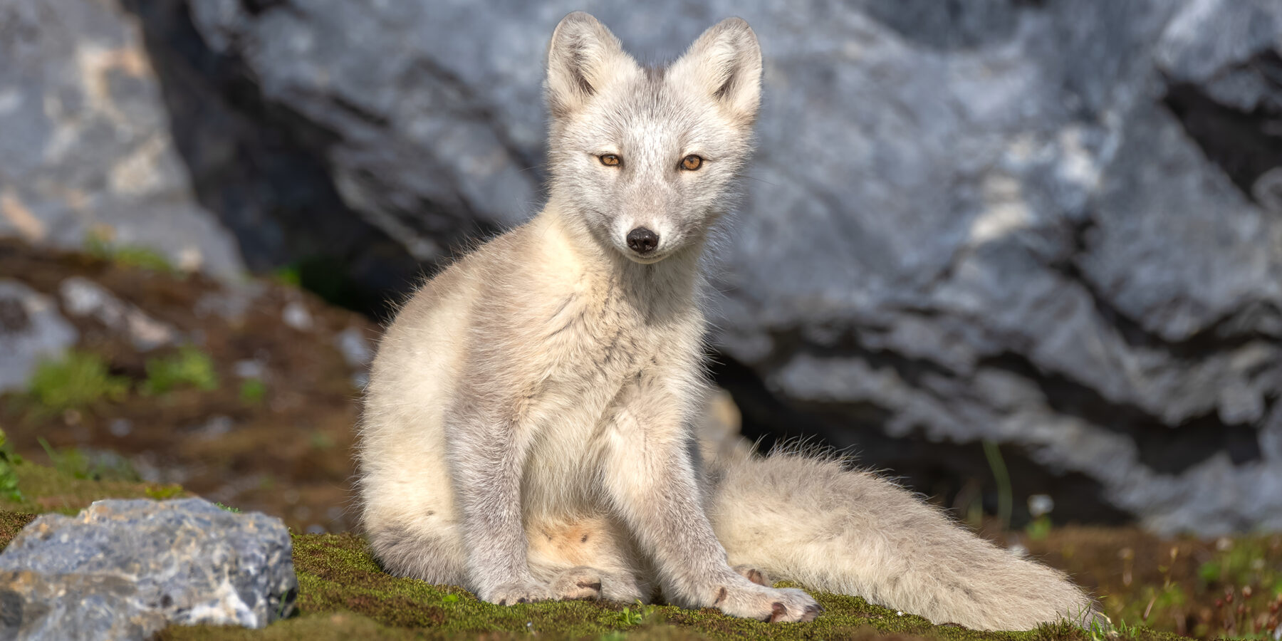 WESTERN 2 Svalbard_Wildlife_HX_43722_Photo_Jan_Hvizdal