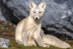WESTERN 2 Svalbard_Wildlife_HX_43722_Photo_Jan_Hvizdal