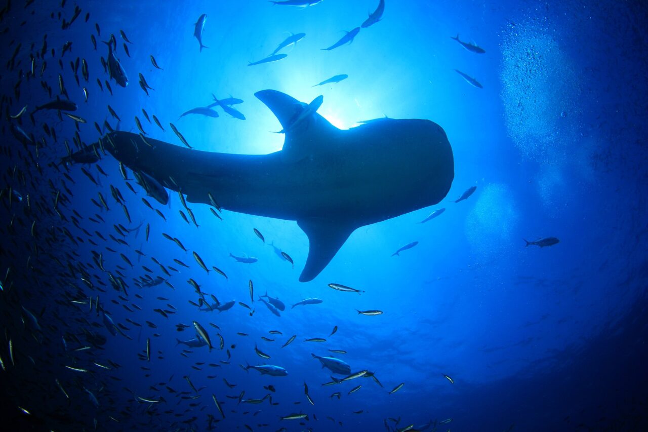WHALE SHARK shutterstock_1539118460
