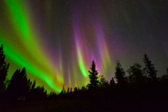 Buffalo Nat Park Canada