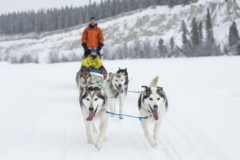Dog sledding from Canada Specialist Programme